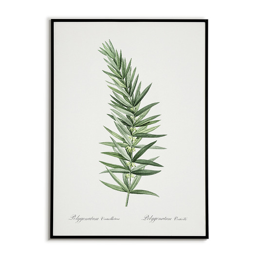plakaty Kokoryczka okółkowa - Plakat botaniczny - Retro