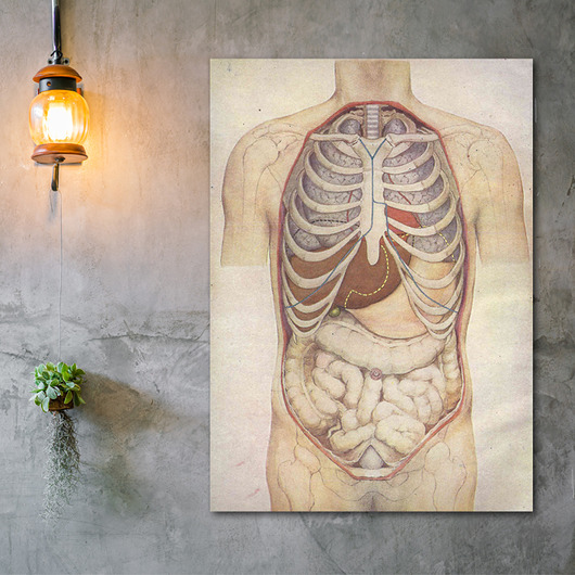 Anatomia - DEKORACJA ŚCIENNA Dekoracje PATKA Patrycja Kita