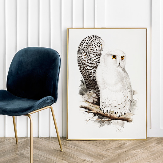 plakaty Plakat Biała Sówka