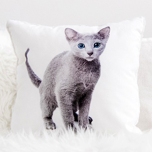 Katt Lilla Sky