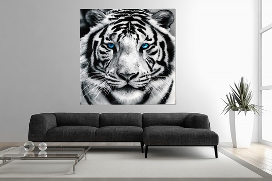 Obraz szklany dekoracyjny White Tiger 80x80cm  Home Design