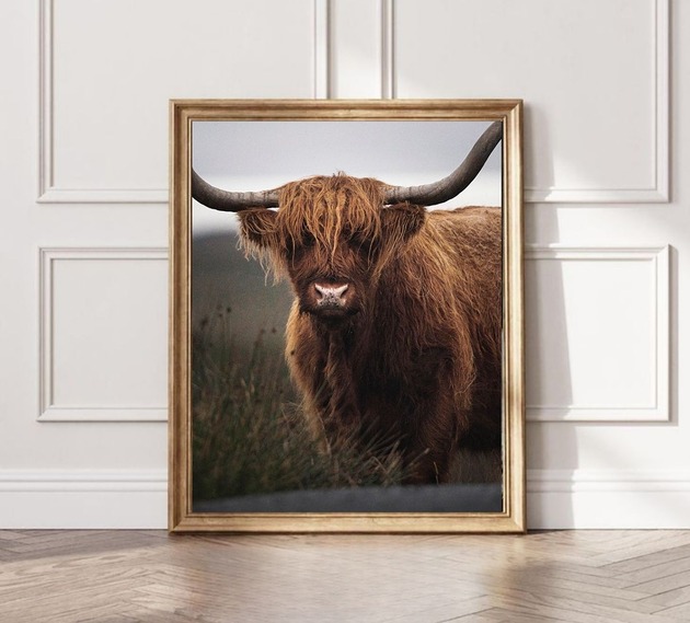 fotografia PLAKAT szkocka krowa HIGHLANDS Szkocja