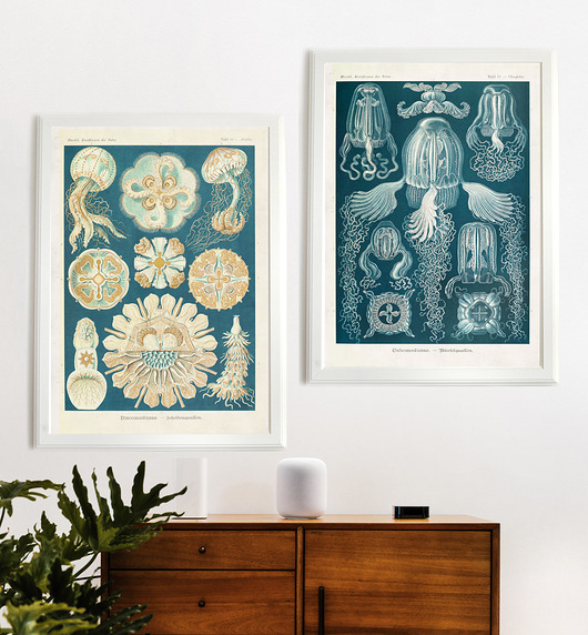 Meduzy zestaw | 50x70 cm Milo Mi