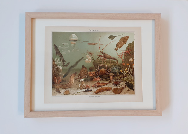 AQUARIUM Chromolitografia miglancyk