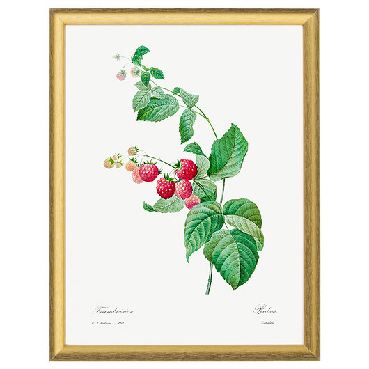 Botaniczne ilustracje - Malina White Rose Peonies 