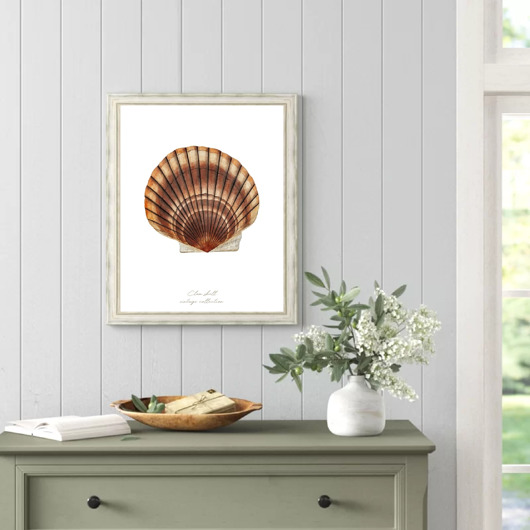plakaty PLAKAT muszla, vintage, ilustracja