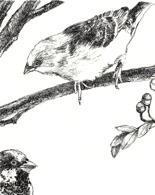 Wróble na drzewie beata sketches