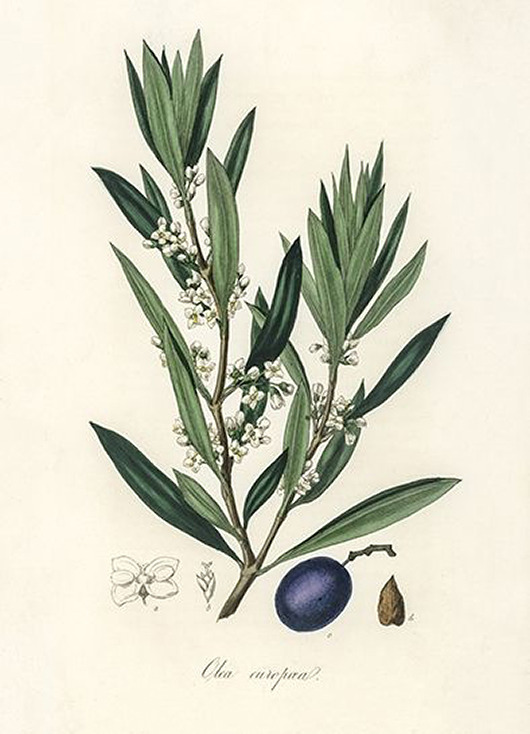 plakaty Oliwka-plakat-rycina-40x30-cm