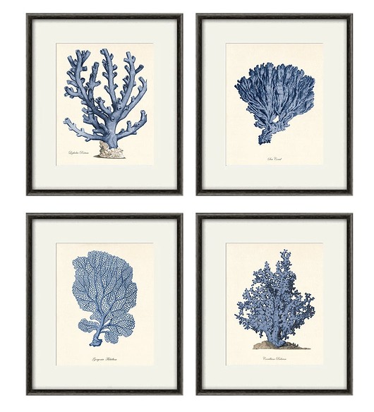 grafiki i ilustracje Zestaw 4 grafik  koralowiec reprodukcja morskie
