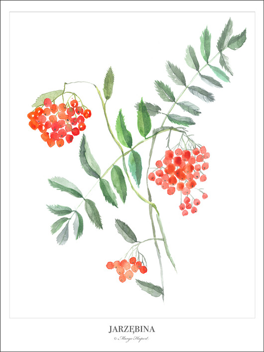 JARZĘBINA /ROWAN plakat/poster, wydruk cyfrowy Margo Hupert