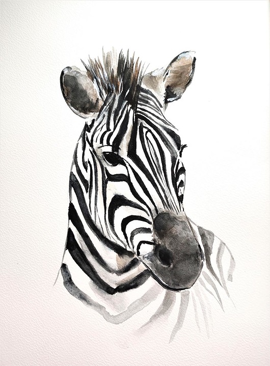 obrazy Akwarela zebra