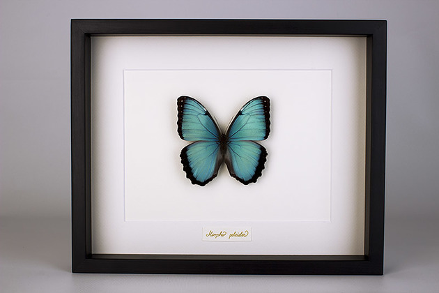 Motyl Morpho peleides czarnej gablocie Creative Farm