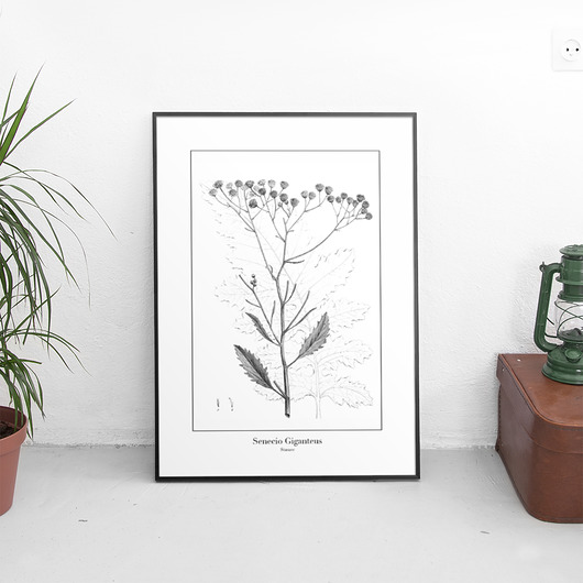 Plakat botaniczny Starzec trochę na ścianę