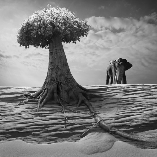 Elephantree KLIMAT