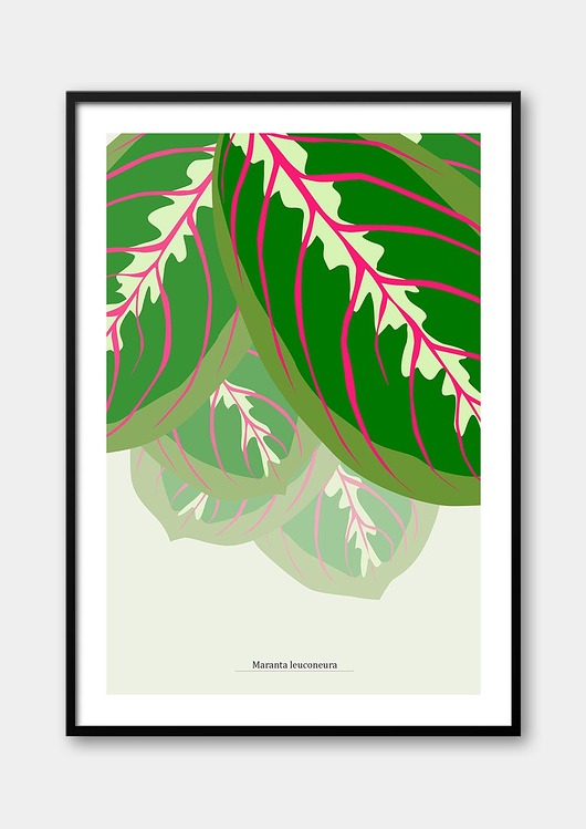 plakaty Plakat Maranta