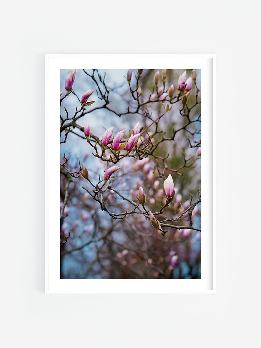 fotografia Magnolia