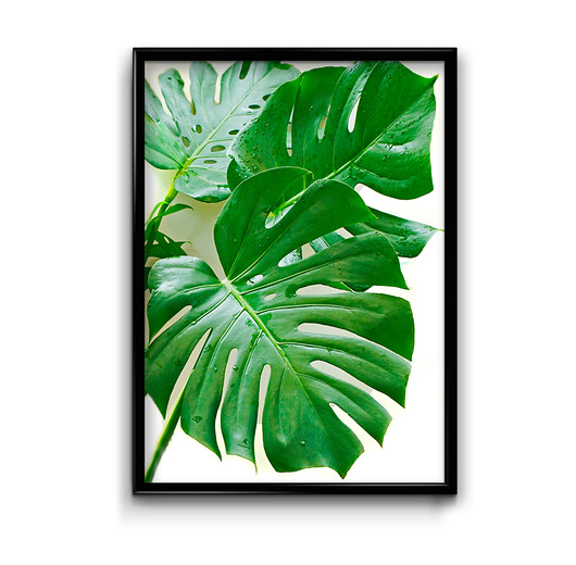 Plakat Monstera #2  Bury Lis