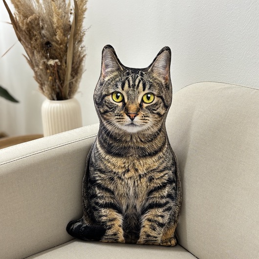 poduszki z grafiką Poduszka Kot Domowy Pręgowany Dachowiec Tabby