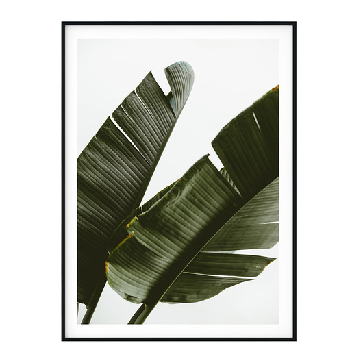 Plakat botaniczny Bananowiec myscandi