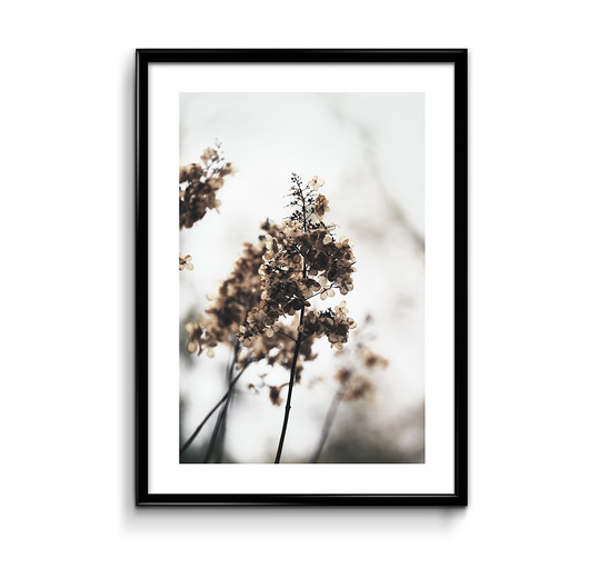 Plakat Suche kwiaty  Bury Lis