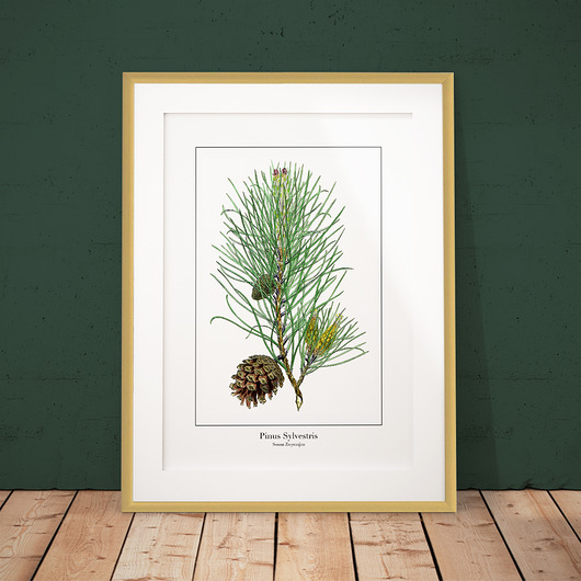 Plakat botaniczny Sosna Zwyczajna - szyszki trochę na ścianę