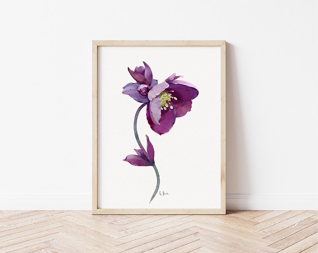 grafiki i ilustracje Ciemiernik, grafika, akwarela