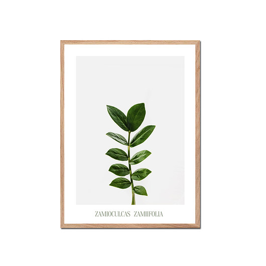 Plakat botaniczny ZAMIOCULCAS muybien