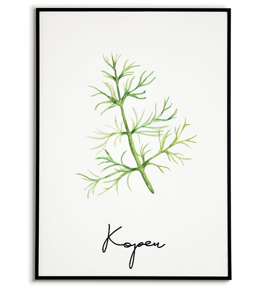 plakaty Plakat botaniczny GRAFIKA roślina ZIOŁA koper