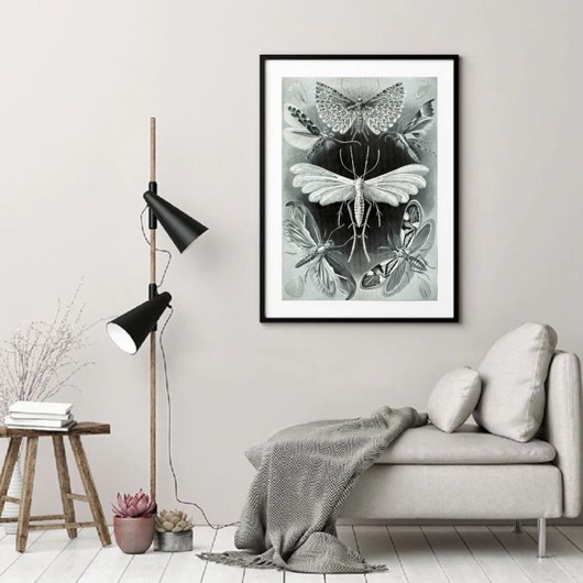 plakaty PLAKAT ćmy,  vintage grafika, motyle, owady