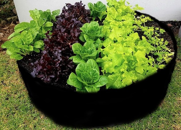 doniczki Warzywnik na balkon/ do ogrodu  w 5 minut