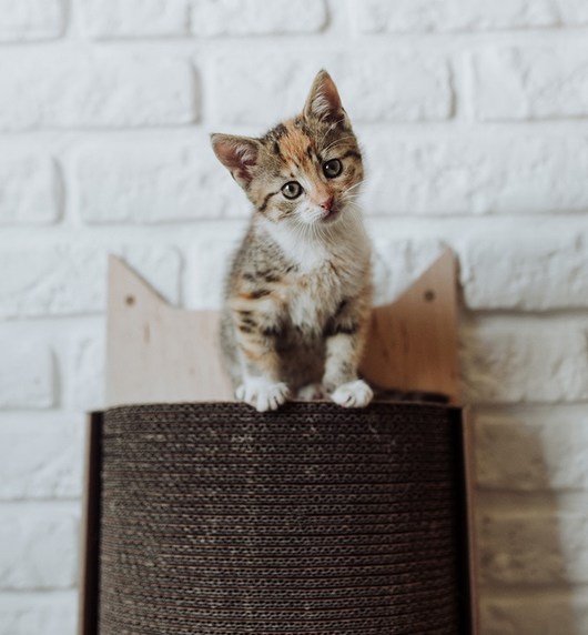 Bellycat Misspaper