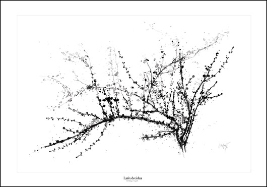 Modrzew, print |40x50 cm Margo Hupert