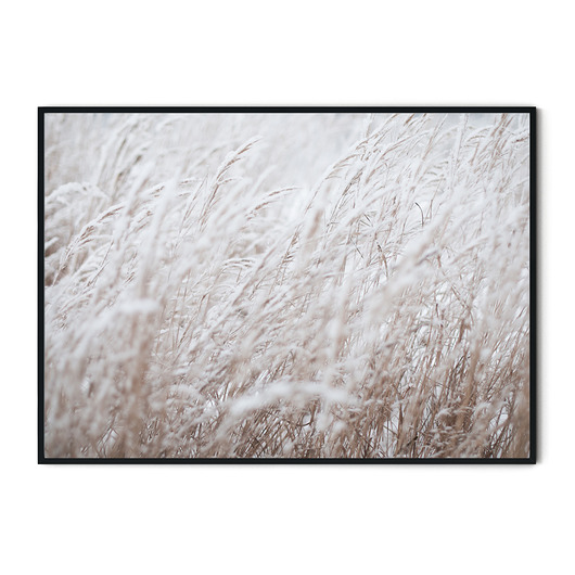 Plakat Soft no. 3 Trawa pampasowa myscandi
