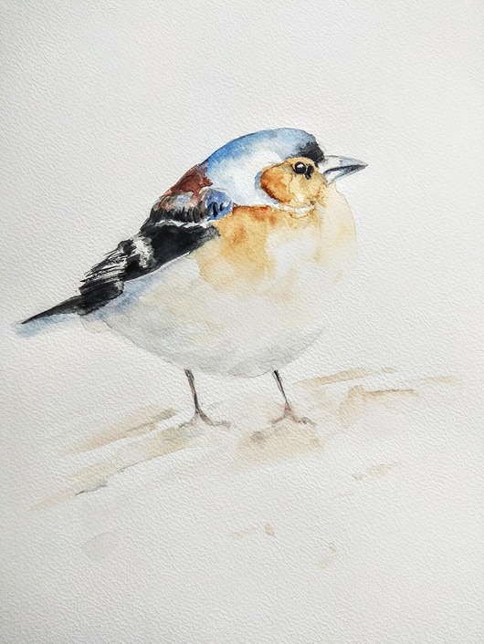 Akwarela Zięba Wiktoria Borys Art