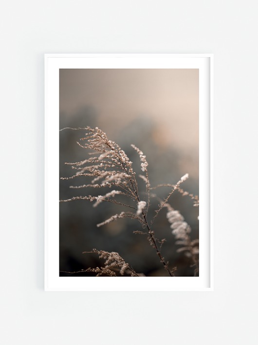 fotografia Delikatność
