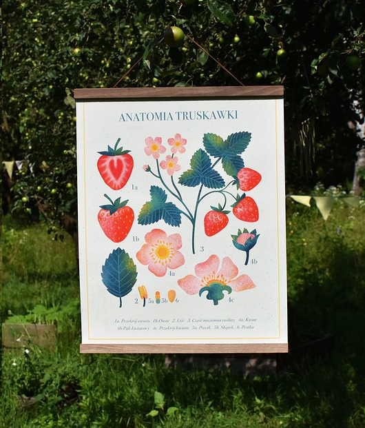 Plakat ZESTAW - "Anatomia truskawki"40x50cm+ listewki Studio Stonka