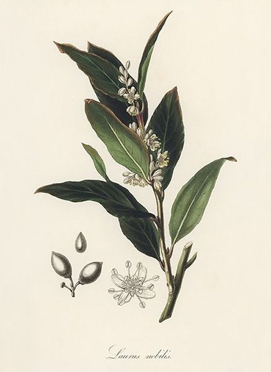 plakaty Lisc-laurowy-plakat-rycina