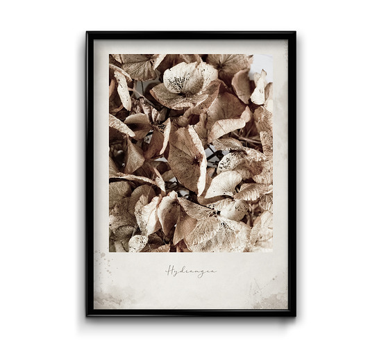 plakaty Plakat Hortensja Vintage