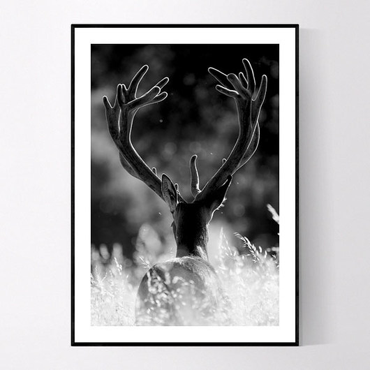 Plakat WILD DEER 40x50 CM MUKKO
