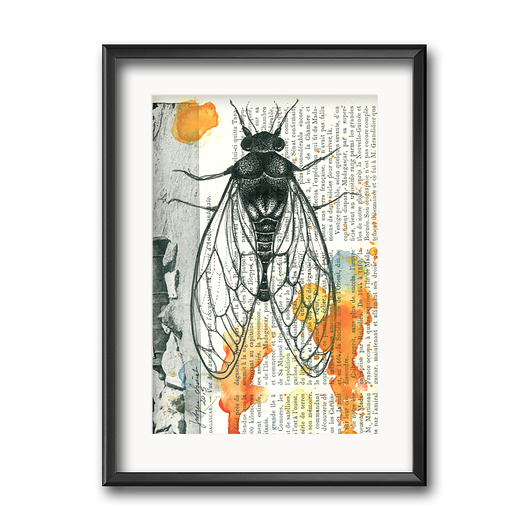 grafiki i ilustracje Cykada na gazecie, 21x30cm, A4