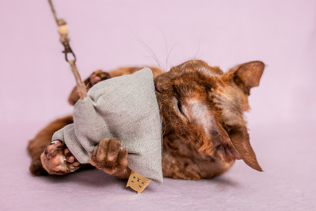 Zabawki dla zwierząt Wędka WILD CAT z piramidą MAXI