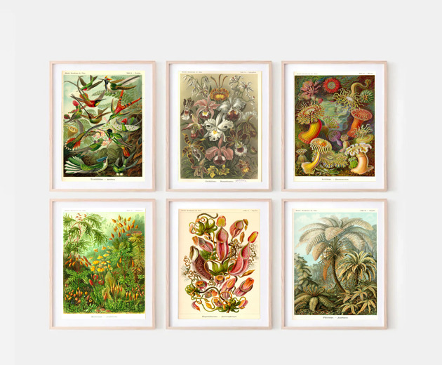 grafiki i ilustracje ZESTAW PLAKATÓW vintage grafiki botaniczne