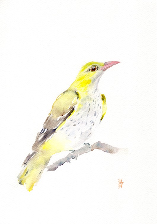 obrazy Oryginalna akwarela. Wilga