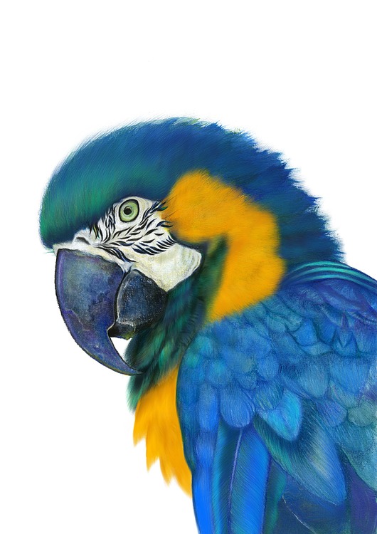 plakaty Plakat Ara ararauna