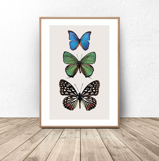 plakaty Plakat na ścianę "Trzy kolorowe motyle" 50x70 (500mm x 700mm)