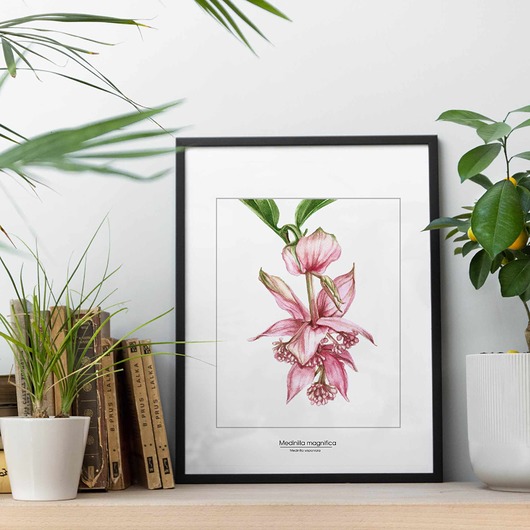 plakaty Plakat Medinilla