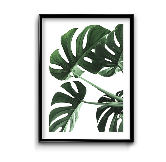plakaty Plakat Monstera No.2