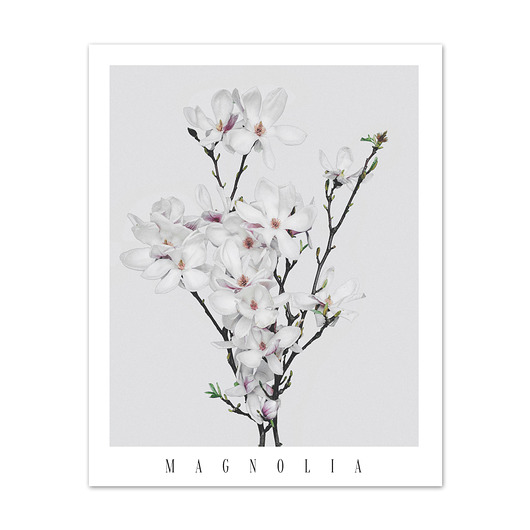 Plakat MAGNOLIA NO.2 muybien