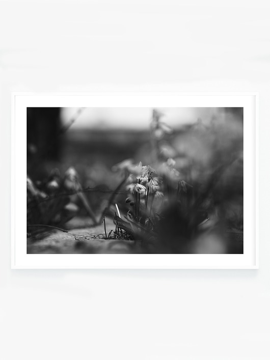 fotografia Czarno białe kwiaty I