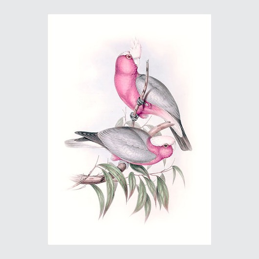 Kakadu Różowa Plakat Ilustracja Vintage Poster Gallery Wall